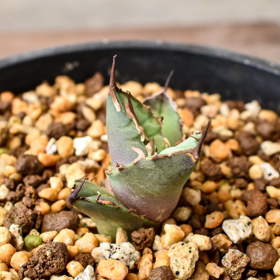 白獅子 アガベ オテロイ チタノタ 7cm (オアハカ ) オリジナル