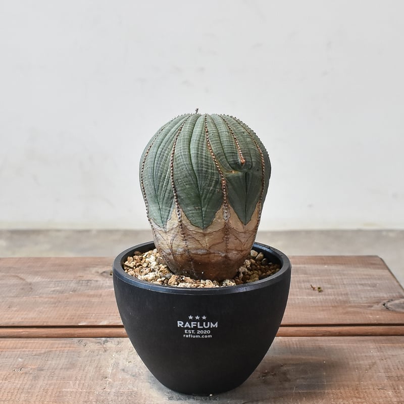 幅10cmオーバー　ユーフォルビア　オベサ　ヴィンテージ ユーフォルビア オベサ /オールド オベサ （発根済み）RF230386