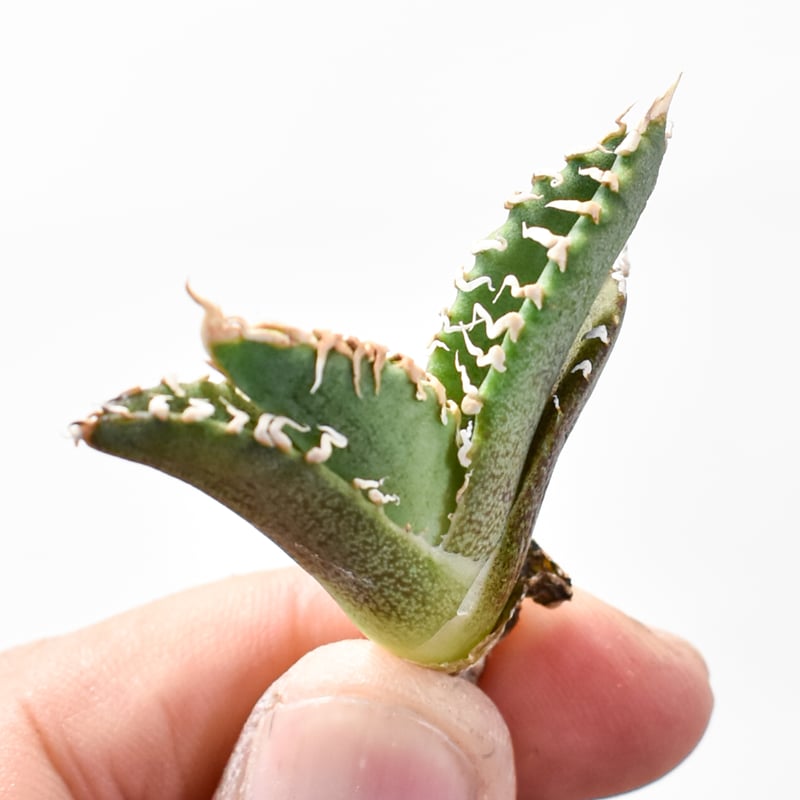 アガベ チタノタ ゴジラ  