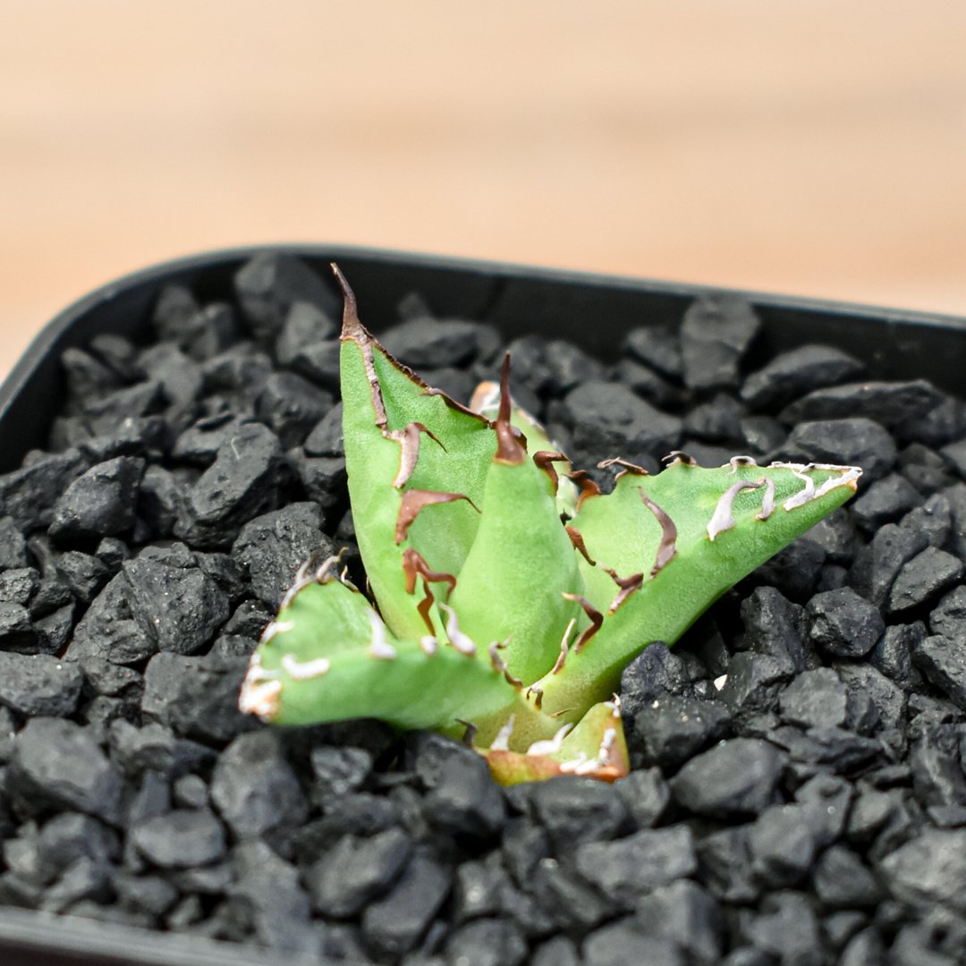 アガベ Dennis hybrid ホリダ×鬼爪（026） 