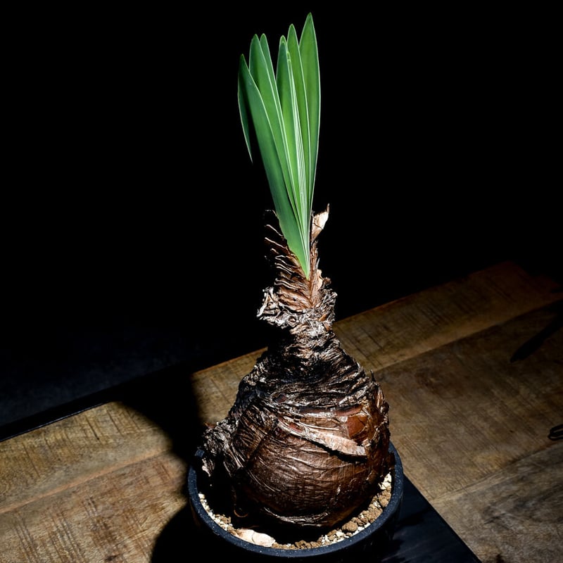 ブーファン ディスティチャ （発根済み）RF22462 | RAFLUM / ラフラム