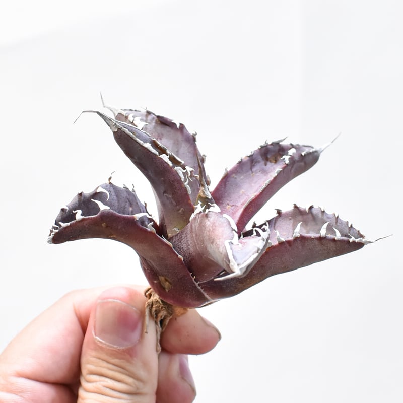 レア品種】アガベ チタノタ WANDA / 汪達【台湾 dragon agave産/抜き苗/