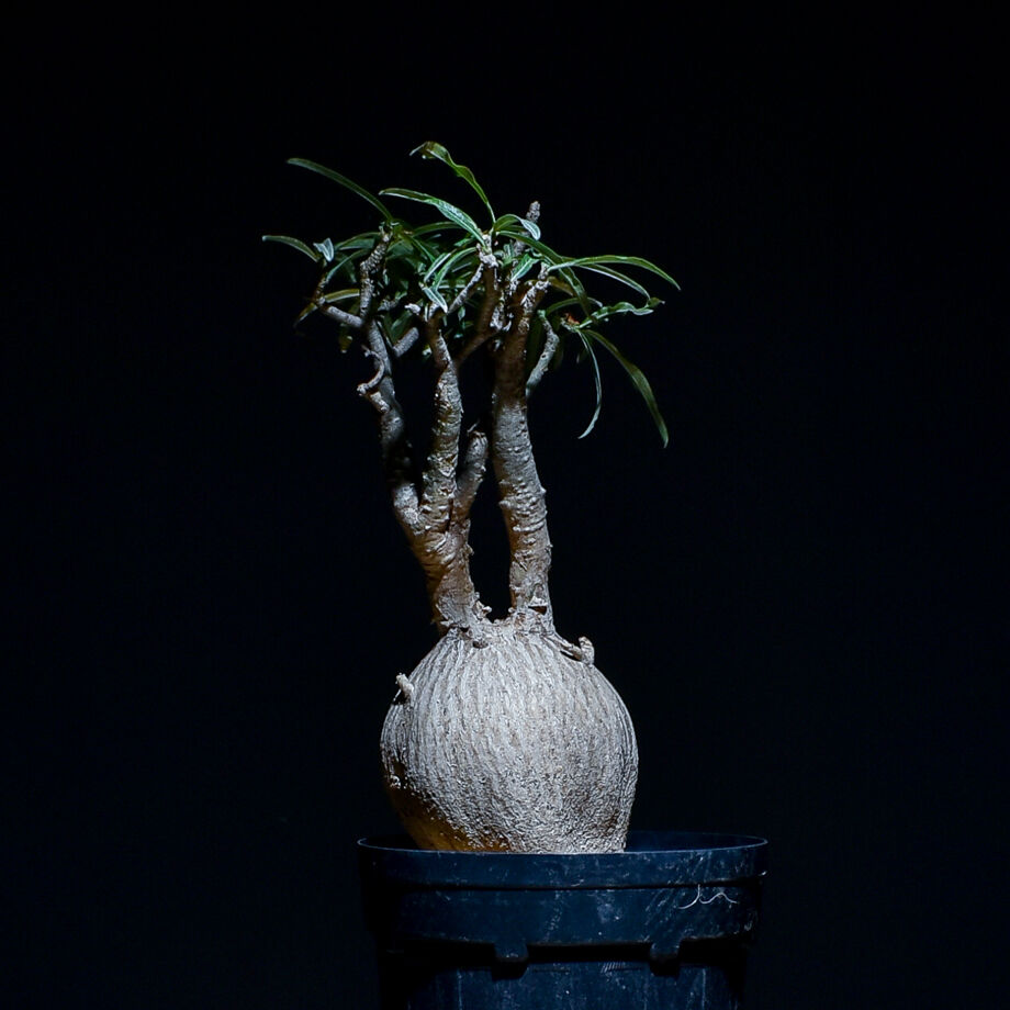 アデニウム ソマレンセ 【大株】（発根済み） RF22786 | RAFLUM