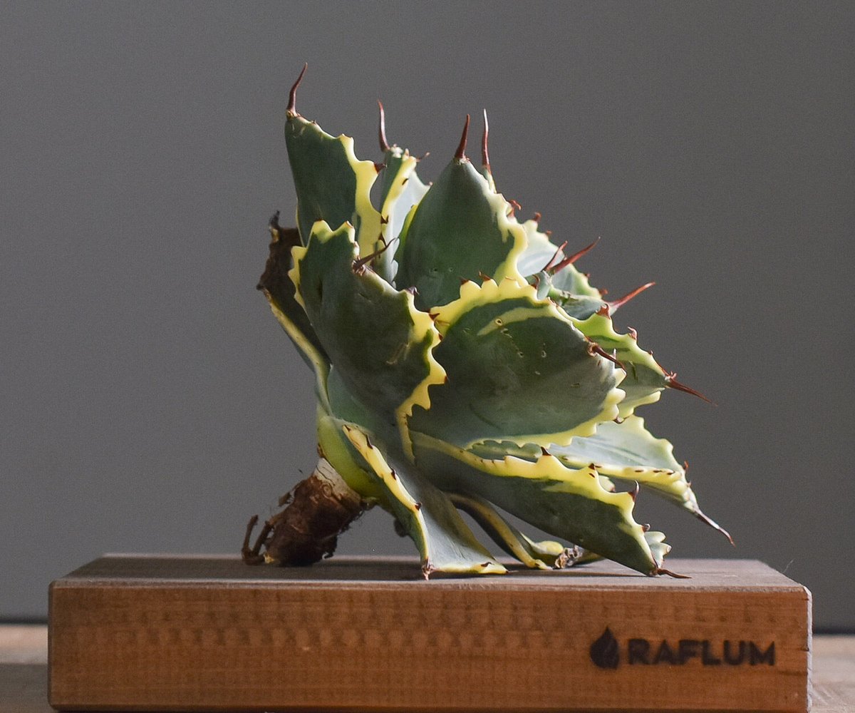 アガベ 怒雷神 錦（抜き苗販売）【ワイドリーフに斑入りの葉がとても