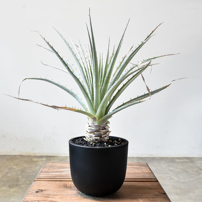 プヤ セルーレア【発根済み】HK2401937(T) | RAFLUM / ラフラム｜東京