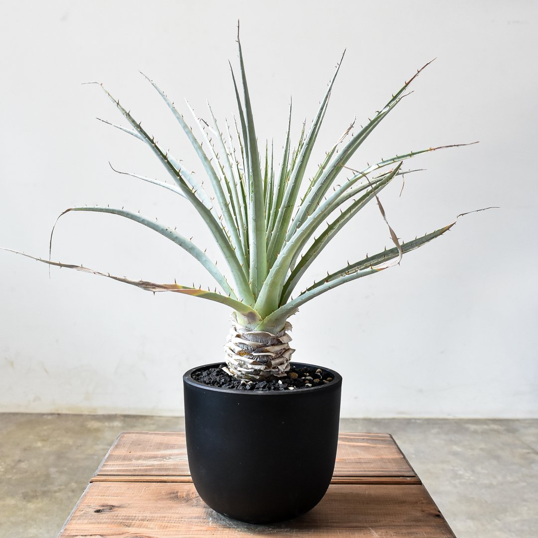 プヤ　セルーレア　抜き苗 fit=scale-down,w=1200