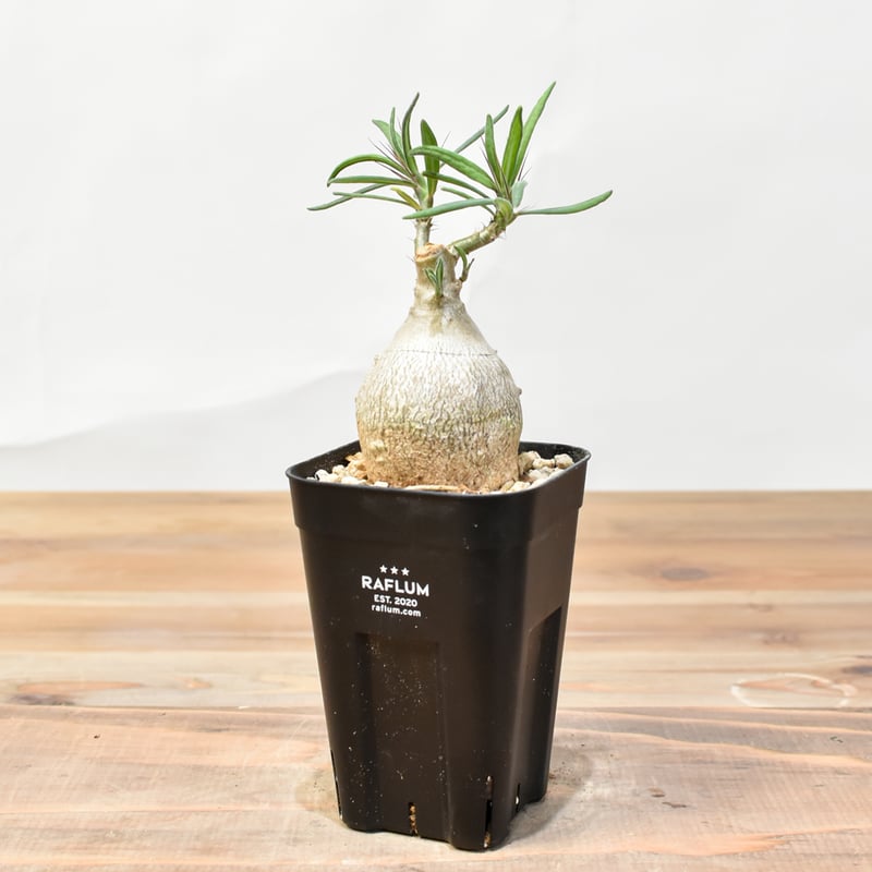 パキポディウム ビスピノーサム 巨大 低身まんまる 発根済み