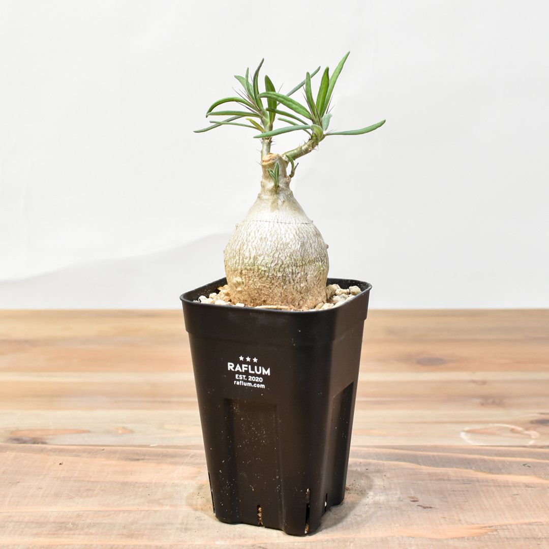 m*s様 パキポディウムビスピノーサム　現地株　発根済み パキポディウム・ビスピノーサム 【発根済み】HK25010507