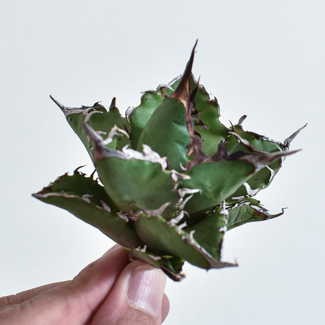 アガベ チタノタ チーター 