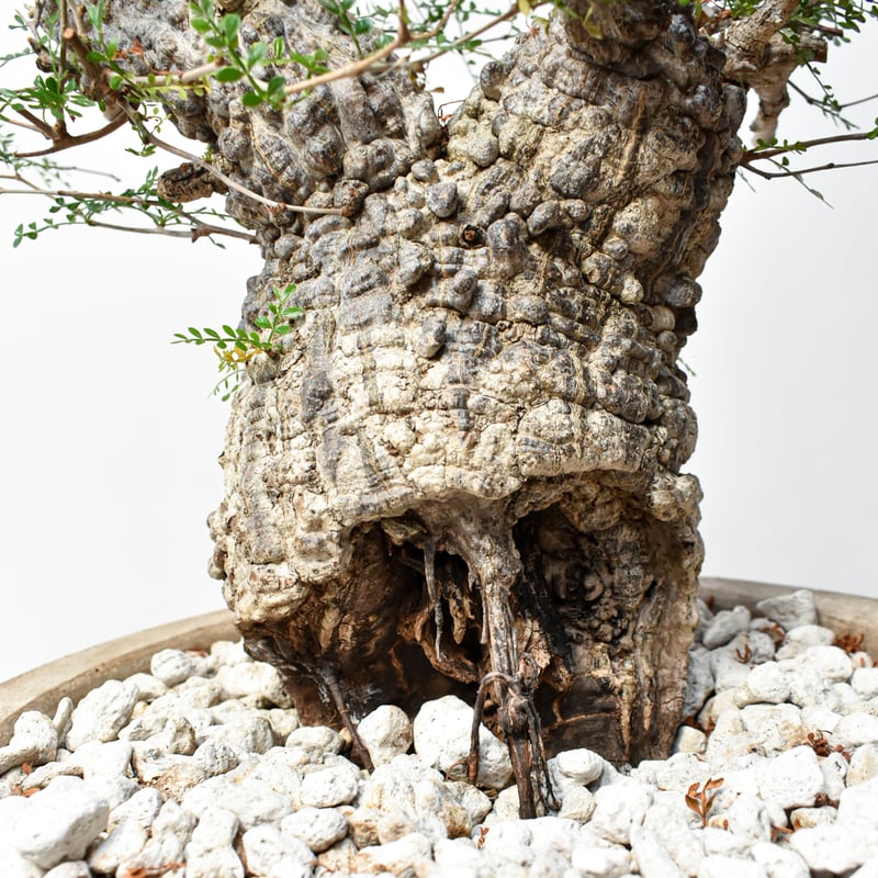 【良型】オペルクリカリアパキプス RAFLUMコレクション】オペルクリカリア パキプス 