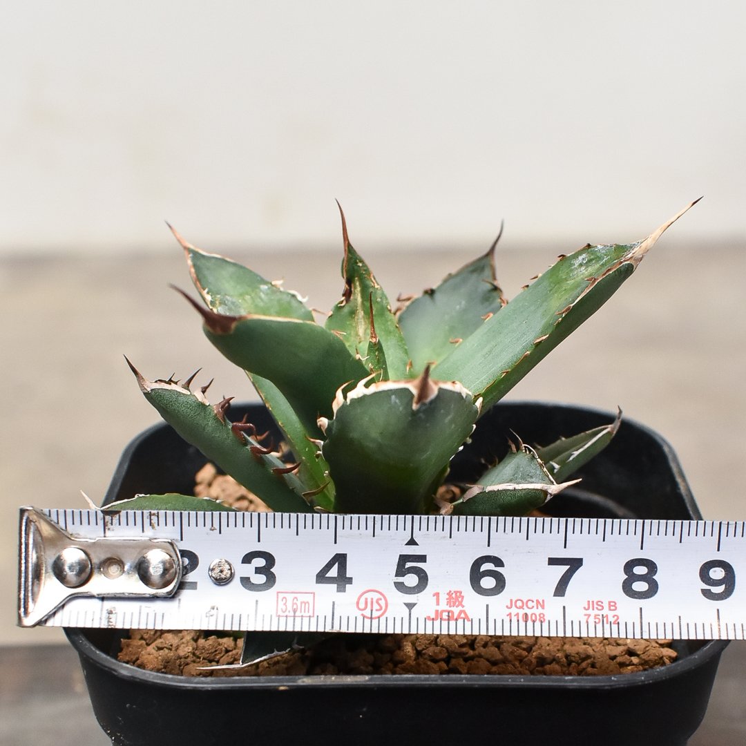 アガベ チタノタ 