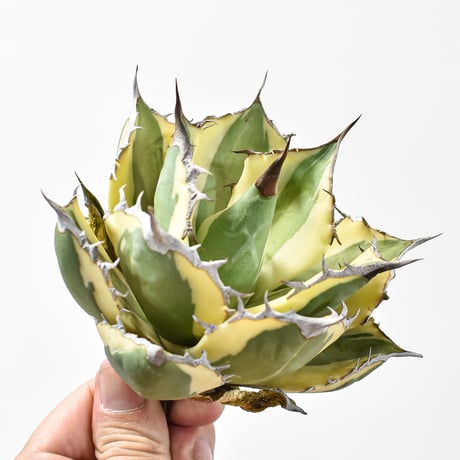 アガベ チタノタ スナグルトゥース "暴牙"【台湾 dragon agave産/中株/抜き苗販売】B DG2402826(T)