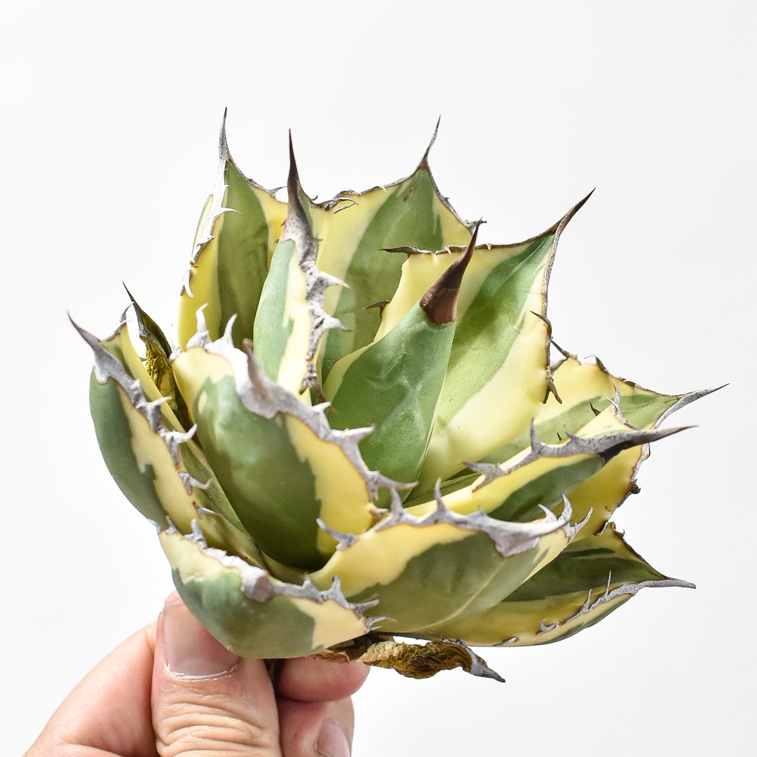 アガベ チタノタ スナグルトゥース 