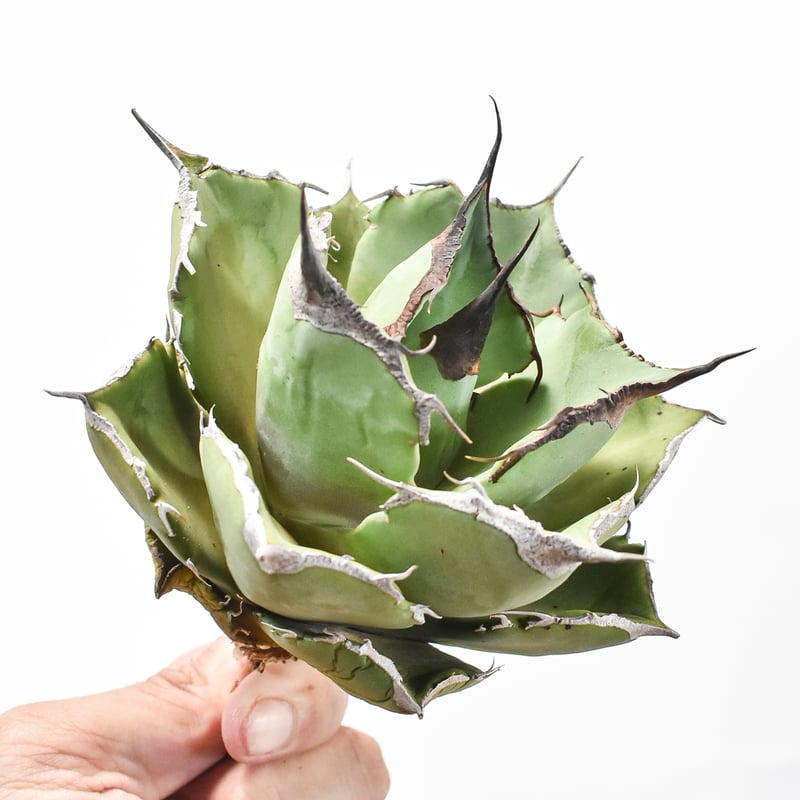 アガベ チタノタ 