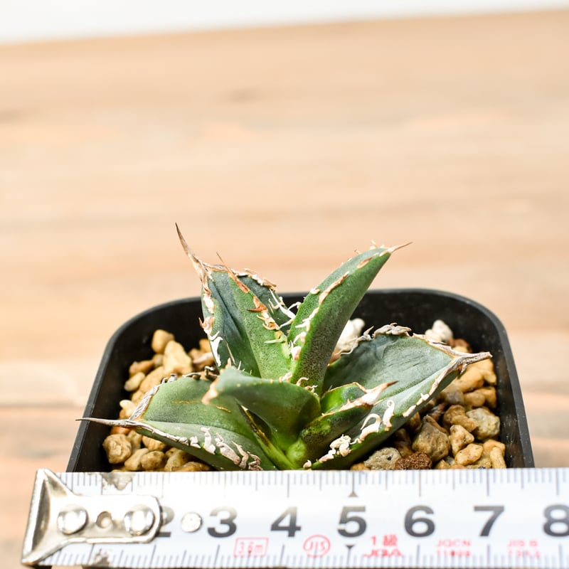 RAFLUMコレクション】アガベ チタノタ タンク 