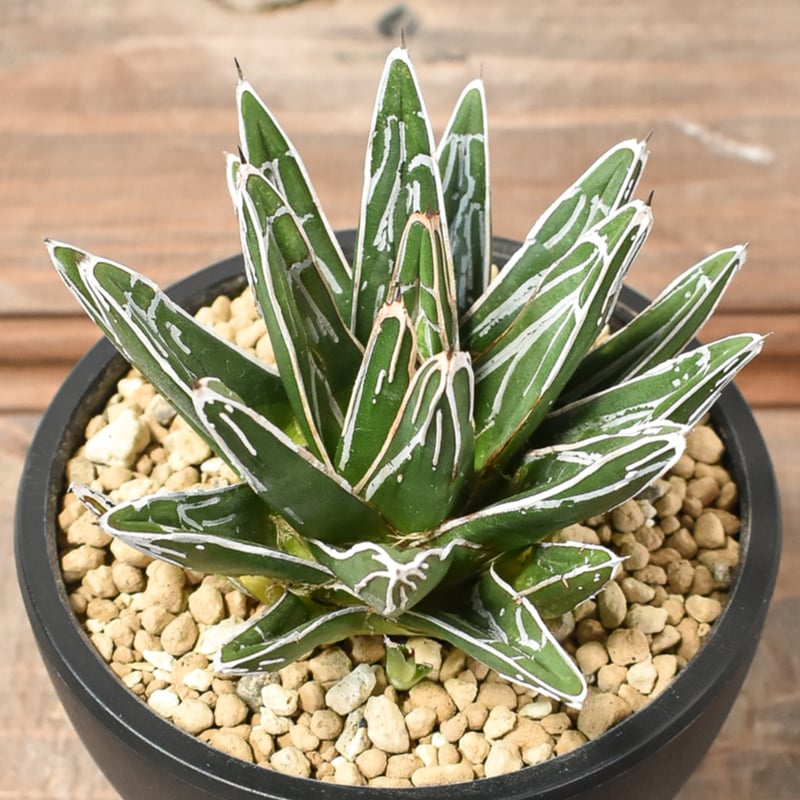 アガベ ビクトリアレジーナ 