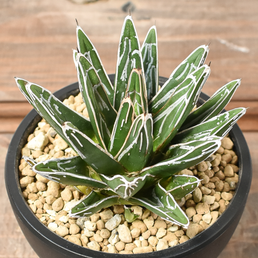 アガベ ビクトリアレジーナ 