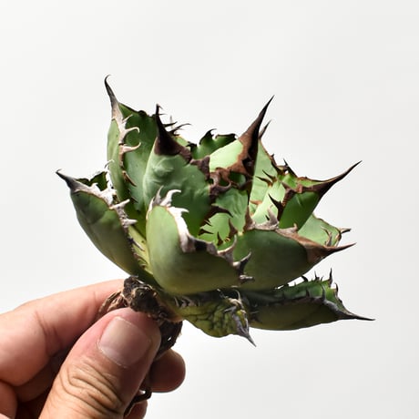 アガベ　麻花 子株販売　ラフラム　DragonAgave アガベ 麻花 子株販売 ラフラム DragonAgave アガベ 麻花 子株販売