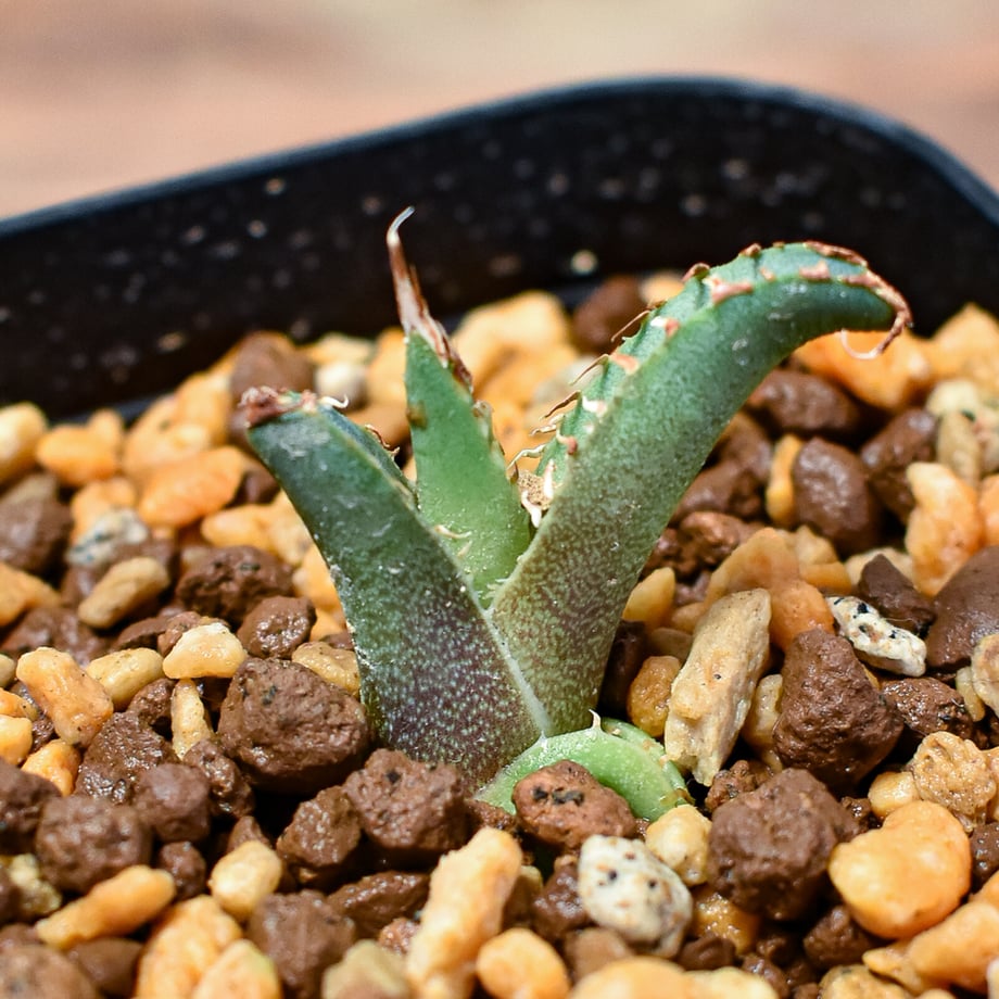 66357ec6044f891be84f1580