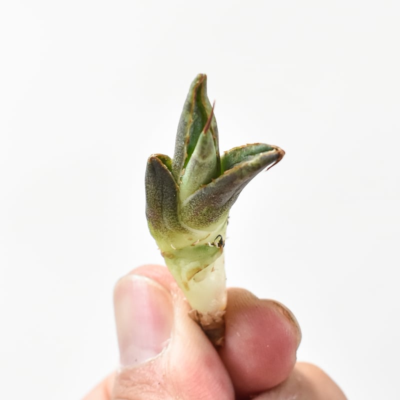 精品シーザー J株直子】アガベ チタノタ シーザー / 精品凱撒 【台湾