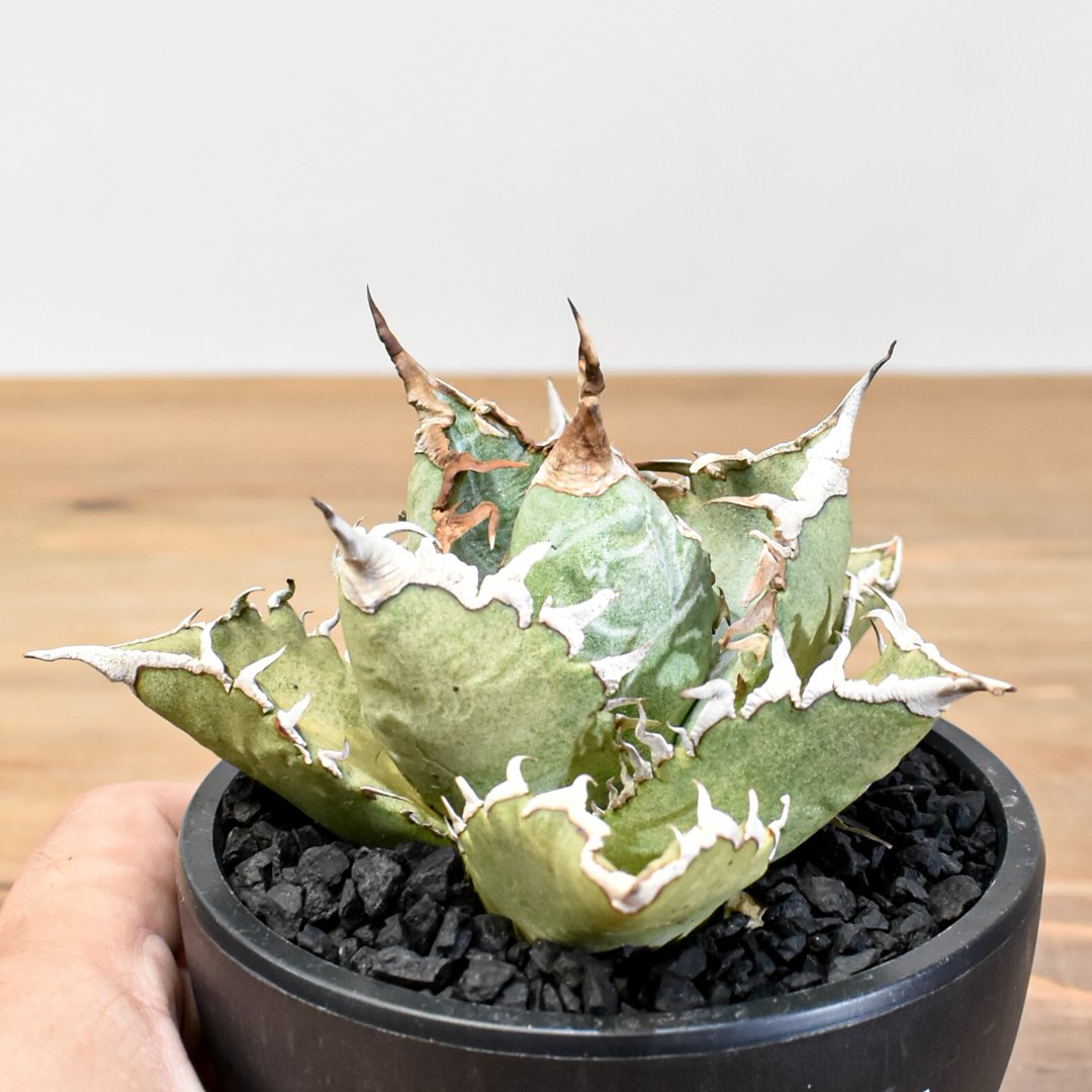 アガベ チタノタ ソーラーエクリプス 