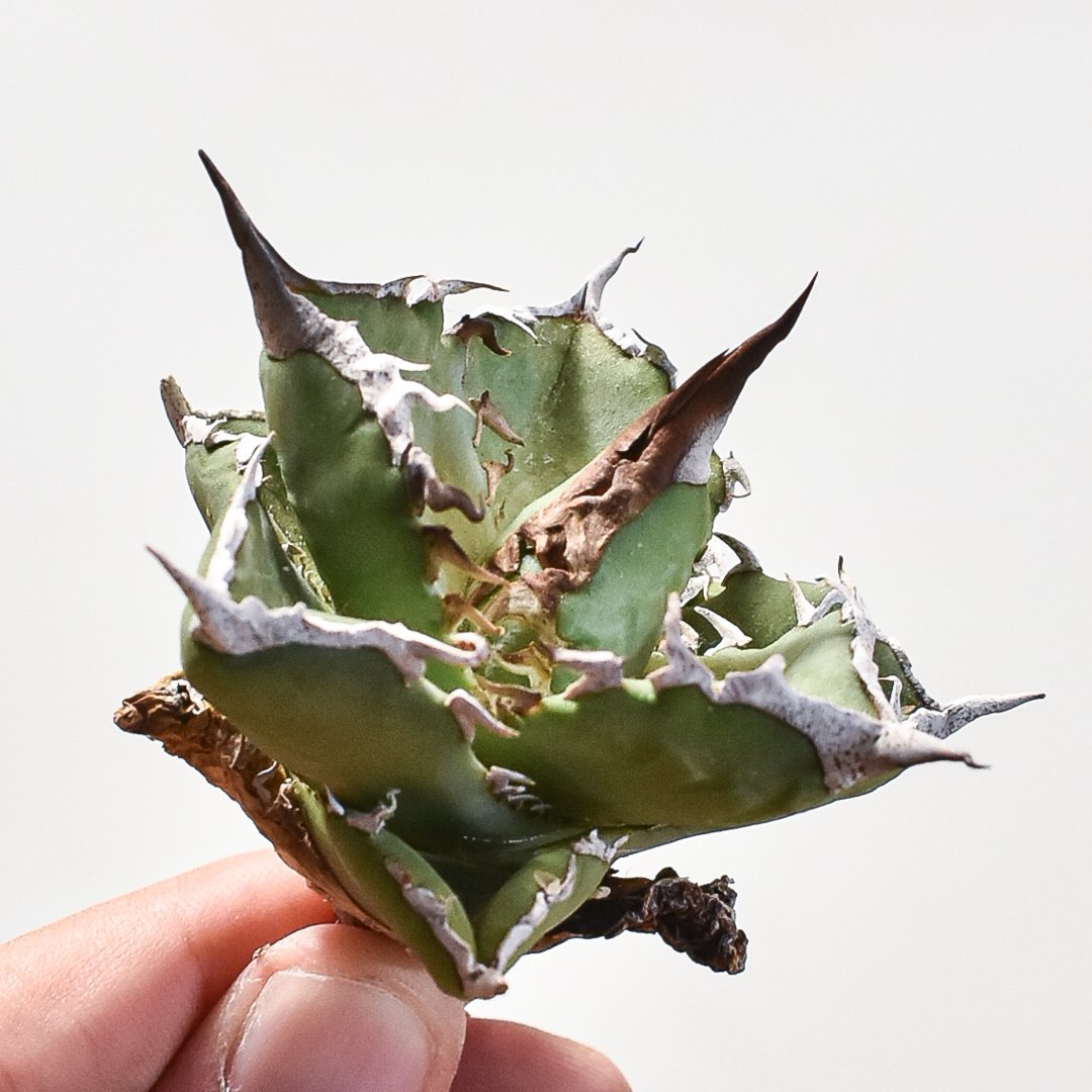 アガベ　蠻牛　バンギュウ　Berlin産 アガベ チタノタ 