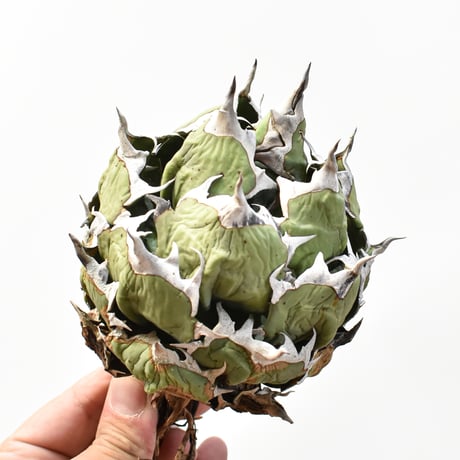 アガベ チタノタ ドワーフ / "精品姫厳龍" "中株"【台湾 Shi-hao産/中株/抜き苗販売】RFDG25010986(T)