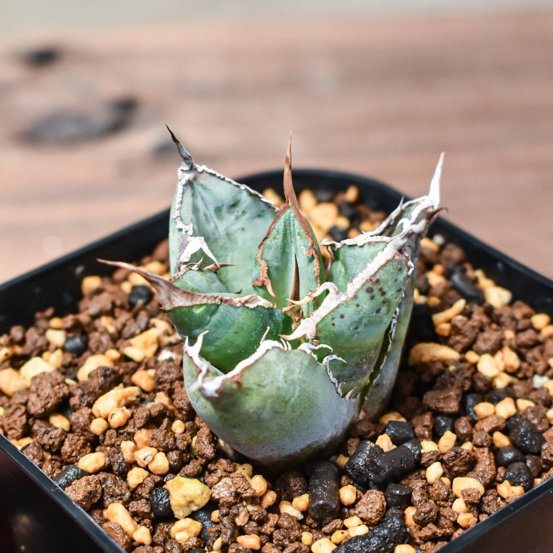 アガベ チタノタ MS-NB ブツブツ 子株 発根済み アガベ チタノタ MS-NB