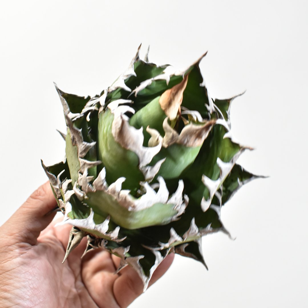 国内実生最高峰】アガベ チタノタ 赤猫 / レッドキャット【OSPセレクト