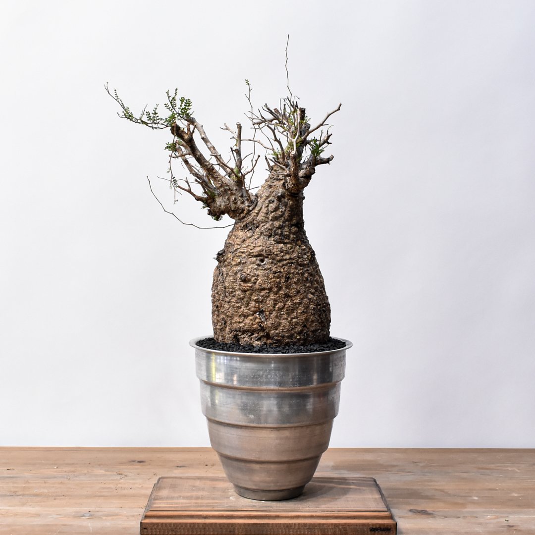 オペルクリカリア デカリー　大株　（検索）パキプス　コミフォラ オペルクリカリア デカリー 大株 （検索）パキプス コミフォラ