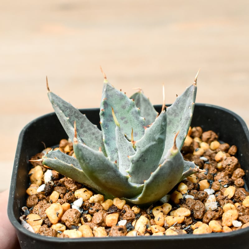 アガベ ハイブリット 