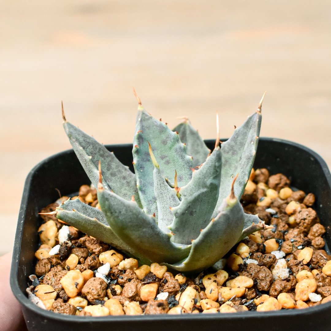 アガベ ハイブリット 