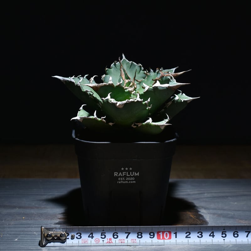 親株】アガベ チタノタ 狂刺夕映 訳あり特別値下げ】アガベ