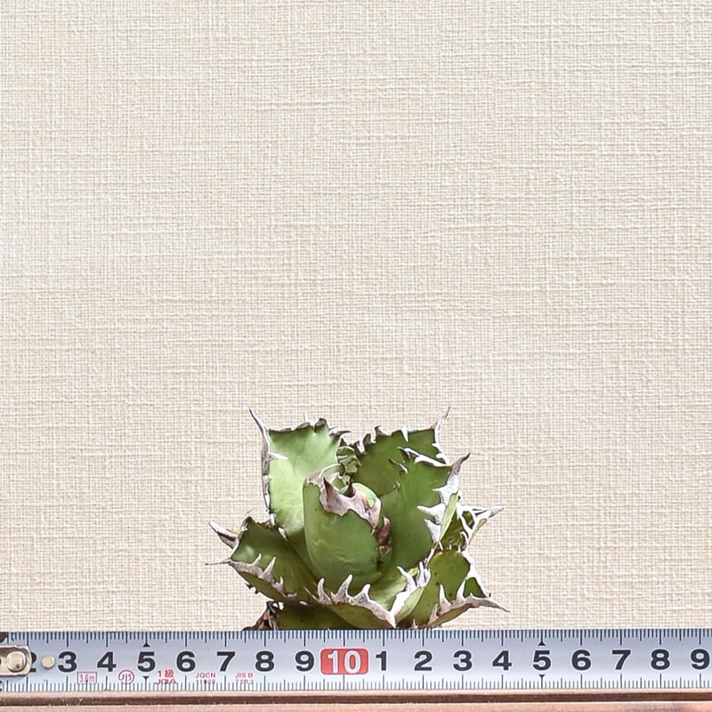 アガベ チタノタ 
