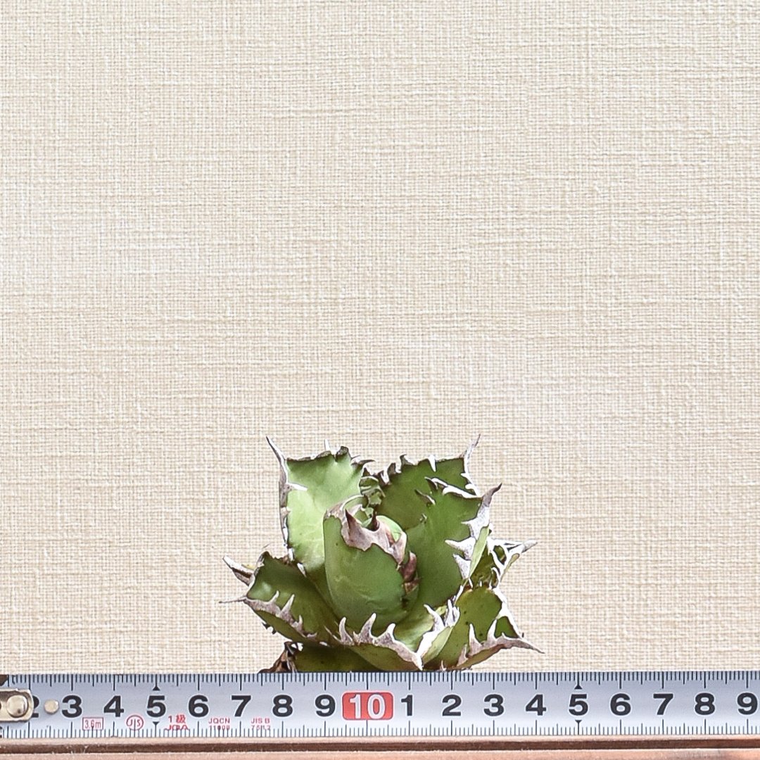 アガベ チタノタ 