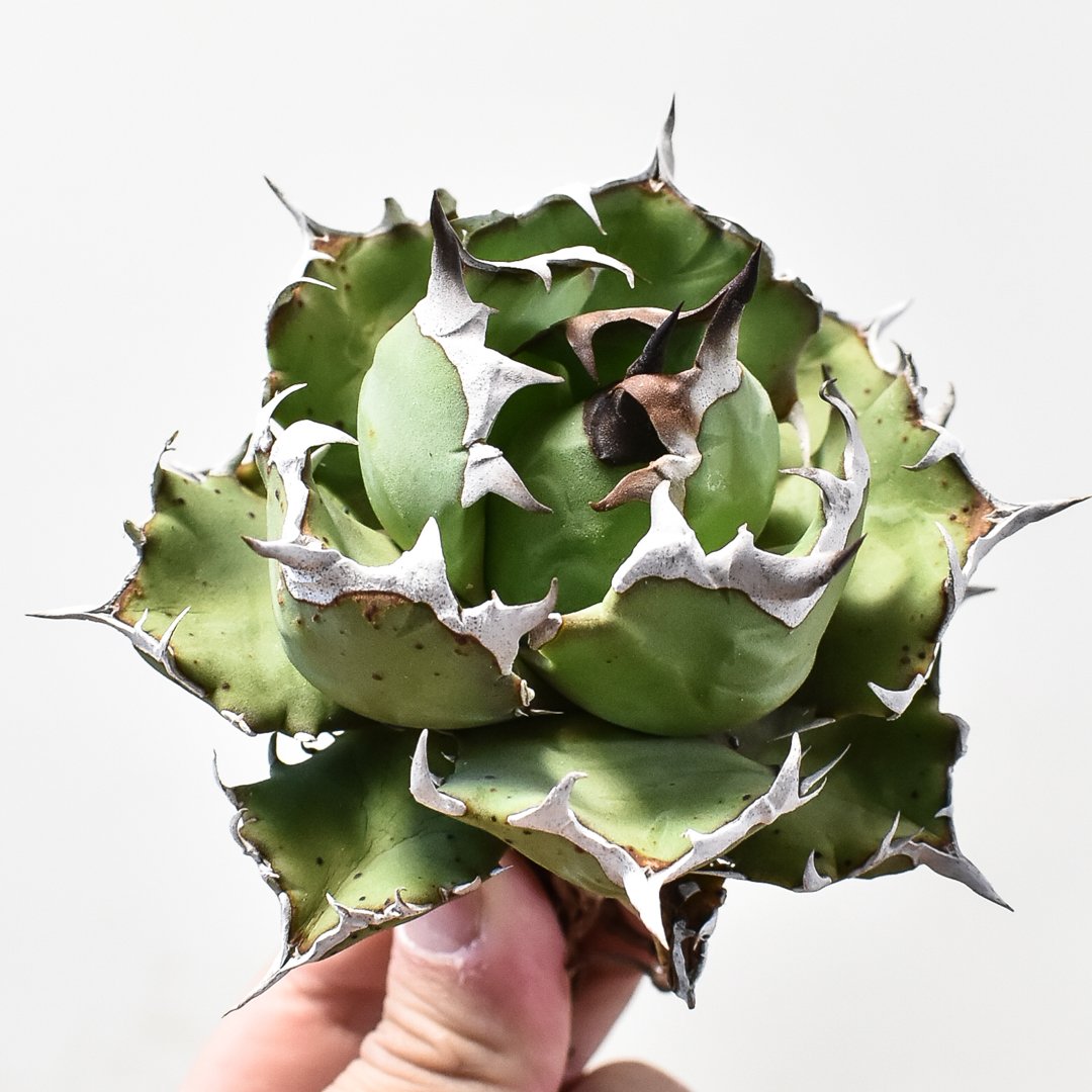 アガベ 姬 ホリダ 超 強棘 短い葉 極上美株 特別価格 【公式通販】