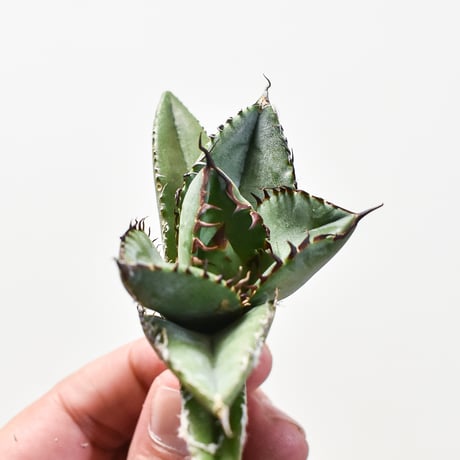 CATEGORY アガベ チタノタ 胖鯨 | RAFLUM / ラフラム｜東京