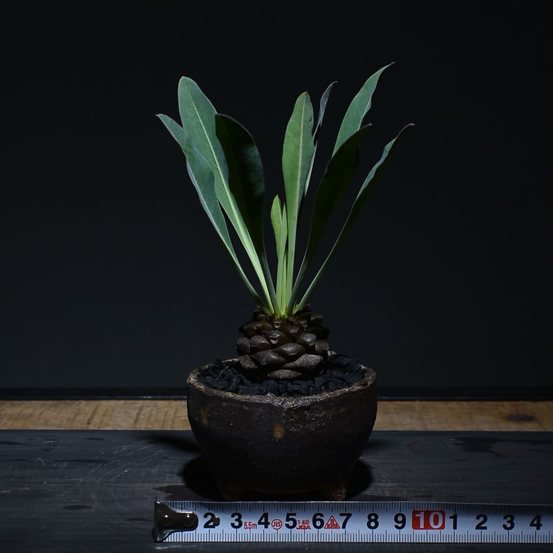 鉄甲丸　種子10粒 鉄甲丸 種子10粒