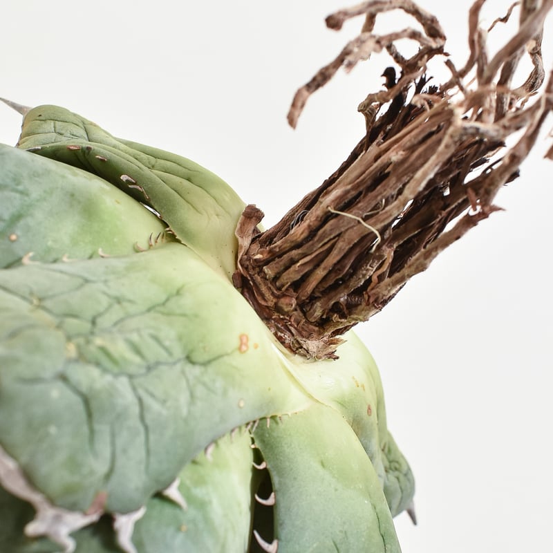 アガベ チタノタ フェニックス 