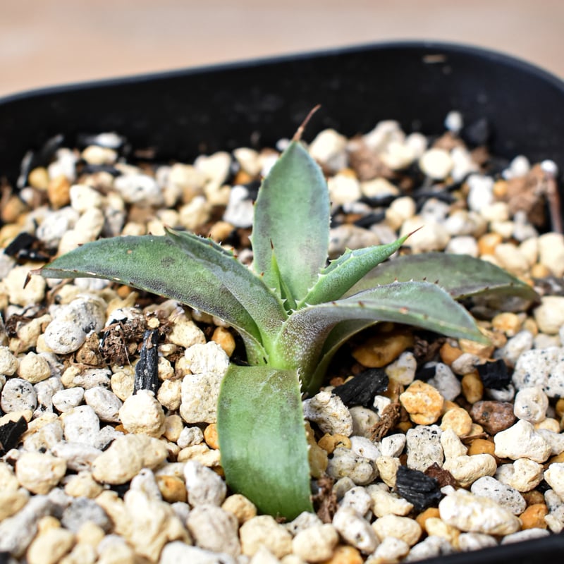 アガベ ハイブリット 