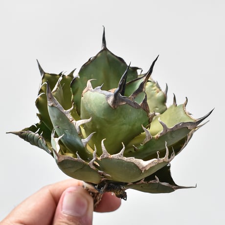 アガベ チタノタ "ハデス" / "黒帝斯"、"恐竜牙歯" 【台湾 dragon agave産/中株/抜き苗】160
