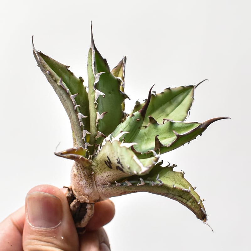 アガベ ハイブリット 