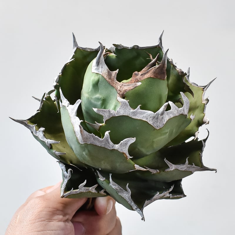 アガベ チタノタ クラブ 