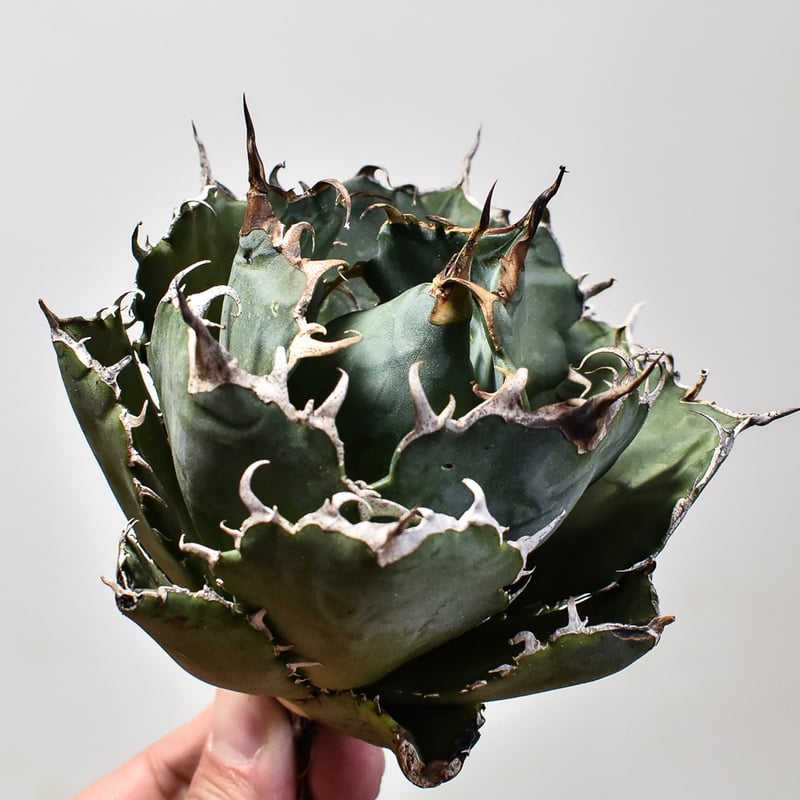 アガベ チタノタ 白鯨 