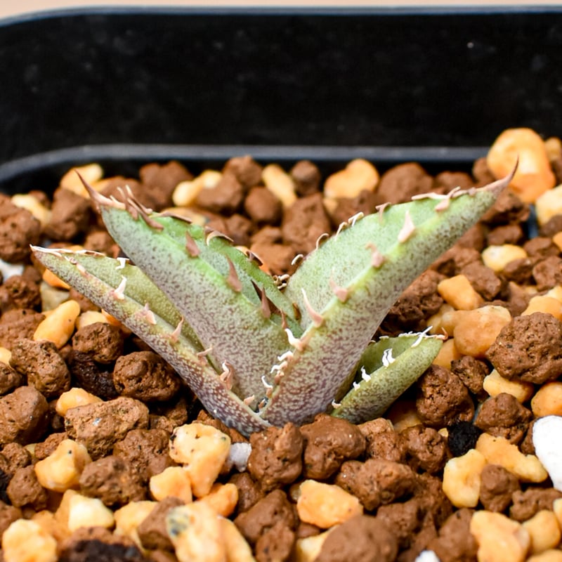 AGAVE OTEOIウリエル実生株 選抜株 Agave oteroi selected seedling