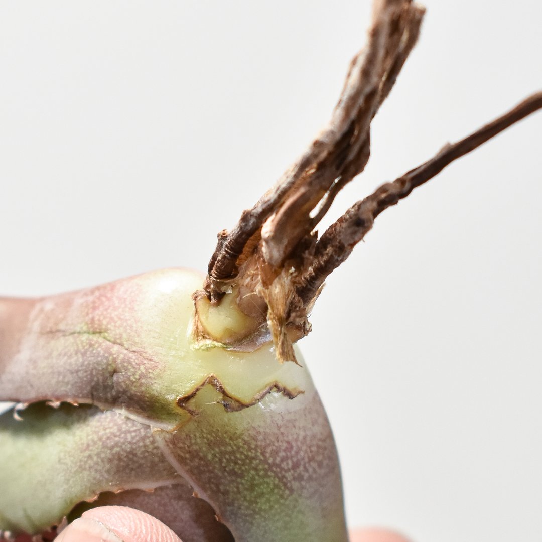 アガベ チタノタ 