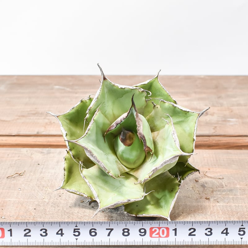 アガベ チタノタ 