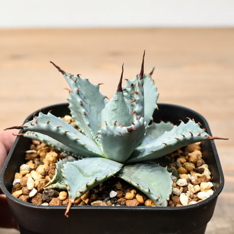 アガベ ハイブリット 日系イシスメンシス×象牙妖炎（陽炎エボリ）【台湾botanical_seeker産】RF25011391