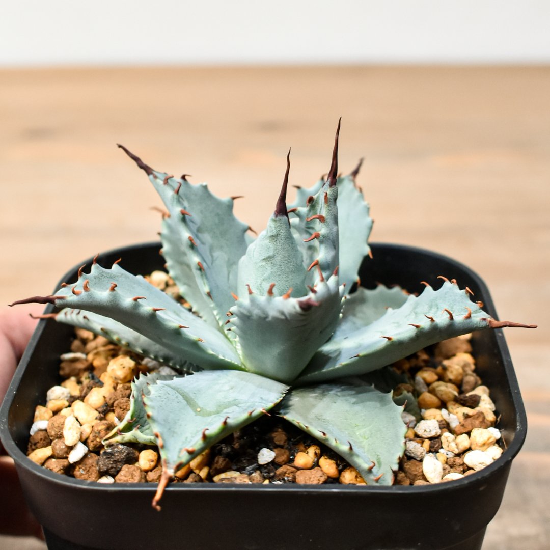 アガベ ハイブリット 日系イシスメンシス×象牙妖炎（陽炎エボリ