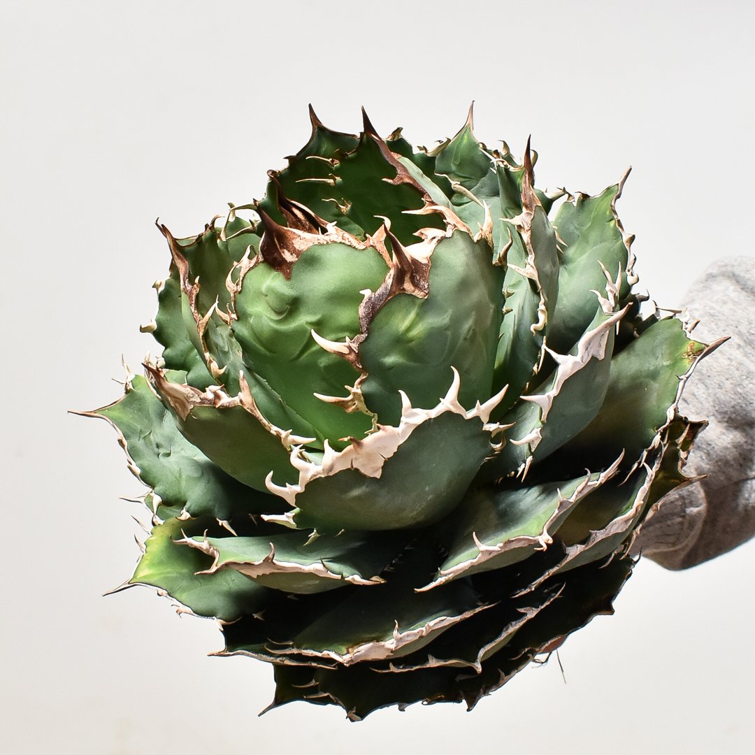 特選 イタリア産 オテロイ チタノタ アガベ 14cm 長棘 強棘